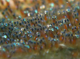 Fish Eggs Clown Fish Saltwater Aquarium Fish Aquarium Fish