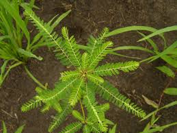 Image result for Phyllanthus parvus