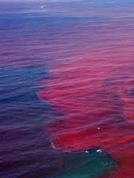 Within the united states, these blooms appear in three main coastal areas. The Dangers Of A Red Tide