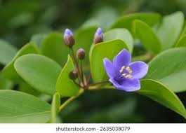 Image result for Zygophyllaceae