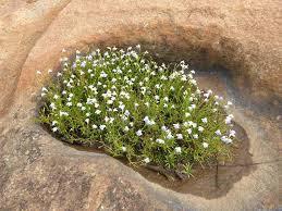 Image result for Linderniella wilmsii