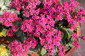 Plants cactus flower small succulents types of plants house plants succulents plant tattoo outdoor plants pink flowers. Kalanchoe Blossfeldiana Pink Ornamental Potted Plant With Succulent Stock Photo Picture And Royalty Free Image Image 50171038