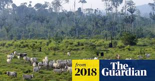 Cityfarm malaysia is an organization whose objective is to inspire more city farmers with the ability to grow locally from anywhere for a more sustainable. Avoiding Meat And Dairy Is Single Biggest Way To Reduce Your Impact On Earth Farming The Guardian