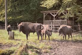 Grune Ausflugsziele In Michelstadt Und Weinheim