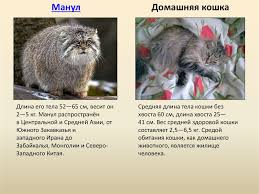 Манул — это дикое животное из в условиях неволи (проживании в квартире/доме) манула необходимо обеспечивать инстинктивное отгораживание манула от человека будет присуще ему и при содержании в. Varianty Soderzhaniya Kota Manula V Domashnih Usloviyah Razmery I Ves Porody
