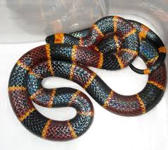 Black And Yellow Snake Texas Though Still Beautiful The Eastern Coral Snake Is Not Quite As Vividly Or Cleanly Colored As The Arizona Species The Poisonous Snakes Coral Snake Snake Venom