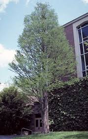 Many of these living trees are over a thousand another tree is at least 2,088 years old. Cypress Trees University Of Florida Institute Of Food And Agricultural Sciences
