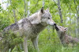Image result for wolf cub