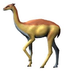 Ageing camels by the teeth unit 59: Ice Age Megafauna Geology Wiki Fandom