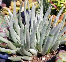 Image result for Senecio purpureus