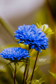 Image result for Asteraceae