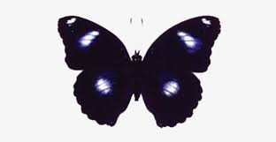 Discover 640 free blue moon png images with transparent backgrounds. Butterfly House At Put In Bay Blue Moon Butterfly 508x364 Png Download Pngkit