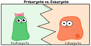 Prokaryote Vs Eukaryote Gif By The Amoeba Sisters Science Cells Teaching Biology Biology Classroom