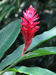 This perennial ginger plant is also called the 'ginger flower,' 'torch lily,' 'wild ginger,' or 'porcelain rose.' the flower of this ginger plant has a tight cluster of pink to red petals that form an egg shape in. Red Ginger Encyclopedia Of Life