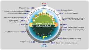 Katie Wilder Circadian Rhythm Diagram National Compass