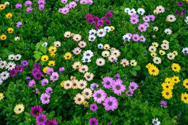 Image result for paprskovka obrázek