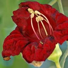 Image result for Bignoniaceae