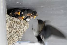 This video accompanies chapter 11, breeding biology of birds, handbook of bird biology, 3rd edition from the cornell lab. Canon Bird Branch Project Biodiversity Initiatives Bird Photo Guide Barn Swallow
