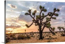 High quality tree inspired framed prints by independent artists and designers from around the world. Joshua Tree National Park Wall Art Canvas Prints Joshua Tree National Park Panoramic Photos Posters Photography Wall Art Framed Prints Amp More Great Big Canvas