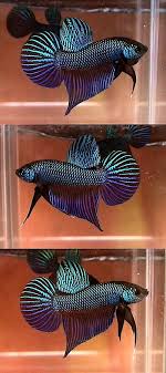Finding The Best Betta Fish Food For Your Betta Fish Betta Fish Care Betta Fish Care Betta Fish Pet Fish
