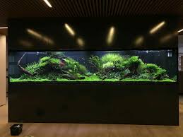 Pin Von Enes Hut Auf Planted Aquariums Aquarium Gestalten Aquarien Aquariumpflanzen