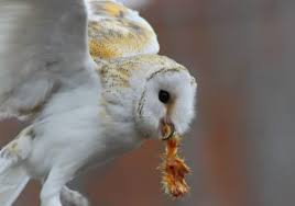 Lechuza Blanca Significado Caracteristicas Habitat Alimentacion Y Mas Het slimme zelfbewateringssysteem biedt de optimale zorg voor jouw. lechuza blanca significado