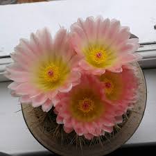 The species shows about 18 . Parodia Mammulosa Syn Notocactus Roseoluteus Ball Cactus In Gardentags Plant Encyclopedia