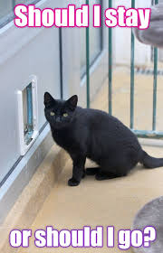 Should I Stay Or Should I Go Lolcats Lol Cat Memes Funny Cats Funny Cat Pictures With Words On Them Funny Pictures Lol Cat Memes Lol Cats