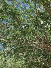 Image result for Boscia salicifolia