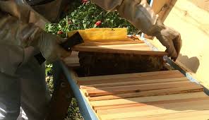I have just begun reading this book and within the very first pages i learn that: Video Performing A Late Summer Hive Check Hobby Farms