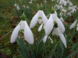 Snowdrop Flower Extract Best Flower Wallpaper