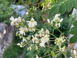 Image result for Moringaceae