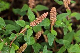 Image result for Amaranthus deflexus