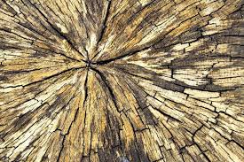 Wood Texture Yellow Beige Old Cracked Wood Texture Sponsored Yellow Texture Wood Wood Cracked Ad Wood Texture Wood Texture
