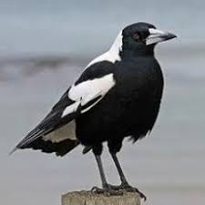 Talent borrows, genius steals.aka the sea rider of hamborough. La Gazza Ladra Gazzaladra La Twitter