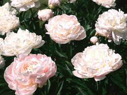 We did not find results for: Can Peonies Change Color Hgtv