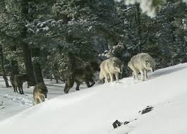 Check out amazing wolf artwork on deviantart. New Wolf Killing Laws Trigger Push To Revive Us Protections