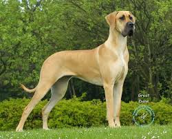 Stoic Great Dane