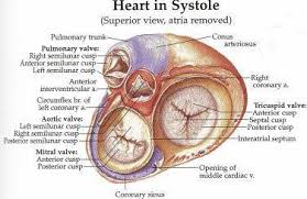 Check spelling or type a new query. Heart Model With Valves