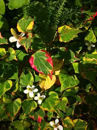 Image result for Synadenium cameronii