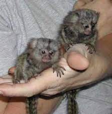 Adorable Baby Pygmy Marmoset Monkeys For Adoption Houston