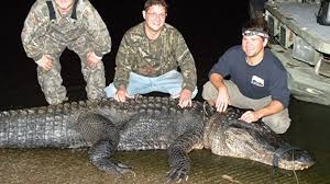Reptiles and amphibians of south carolina and georgia follow the links to access species information, images, and distribution maps for the herpetofauna of our region: Another 13 Foot South Carolina Alligator Bites The Dust