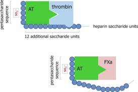 The partial thromboplastin time (ptt; Activated Partial Thromboplastin Time An Overview Sciencedirect Topics