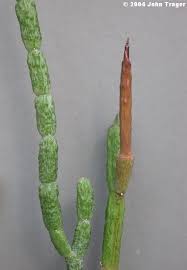 Image result for Cynanchum praecox