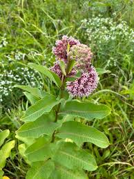 Image result for Asclepias graminifolia