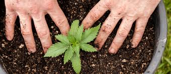 Growing cannabis outdoors needn't be a difficult task, but you should still prepare yourself! 9 Wichtige Tipps Fur Den Outdoor Anbau Von Autoflowering Sorten Humboldt Seeds