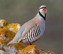 Chukar Partridge Alectoris Chukar World Birds Bird Life List Pet Birds