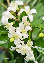 Image result for Motandra paniculata