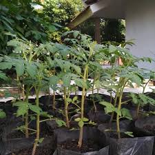 Pusat jual bibit unggul online gudang bibitku menjual berbagai bibit tanaman unggul kualitas terbaik yang berhasil kami budidayakan terdiri dari berbagai varietas lokal, impor bahkan hingga buah langka dan unik. Jual Bibit Tanaman Tomat Bibit Tanaman Dengan Harga Rp 10 000 Dari Toko Online Brilianmuda Garden Kota Tangerang Selatan Cari Tanaman Tomat Menanam Tanaman