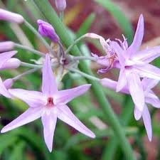 Image result for Tulbaghia cameronii